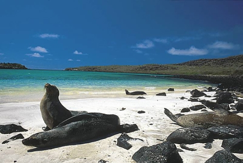 León marino,  Islas Galápagos